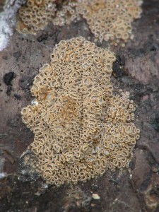 Cyphellopsis.jpg