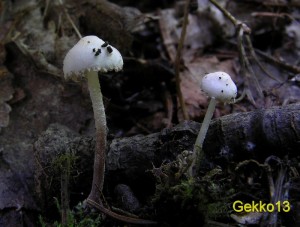 Cystolepiota_seminuda3.JPG