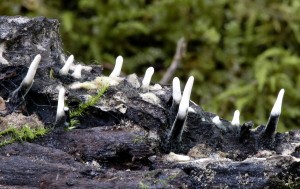 Devnatka dlouhonoh - Xylaria longipes.jpg