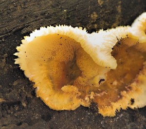 Dřevokaz rosolovitý - Merulius tremellosus (1).jpg