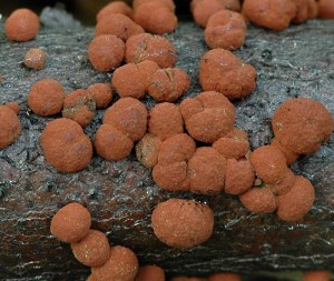 Devomor erven - Hypoxylon fragiforme1.jpg