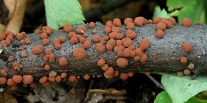 Devomor erven - Hypoxylon fragiforme.jpg