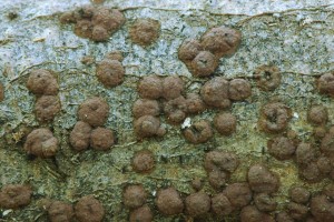 Devomor hnd - Hypoxylon fuscum1.jpg