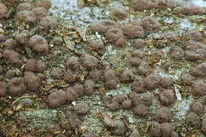 Devomor hnd - Hypoxylon fuscum2.jpg