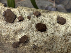 D�evomor moravsk� - Hypoxylon moravicum1.jpg