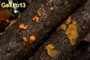 dacrymyces stillatus.jpg