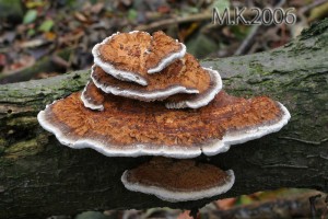 Daedaleopsis_confragosa1.jpg