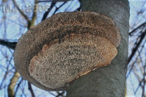Daedaleopsis_confragosa.jpg