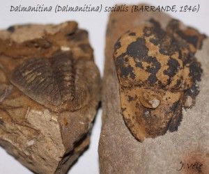 Dalmanitina (Dalmanitina) socialis (BARRANDE, 1846).jpg
