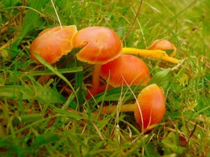 DAMYKO Hygrocybe 001.jpg