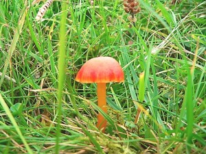 DAMYKO Hygrocybe 002.jpg
