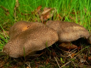 DAMYKO Tricholoma sp. mj nlez.jpg