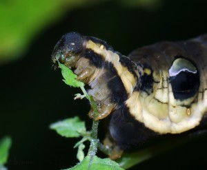 Deilephila elpenor.jpg