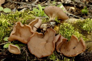 Destice chapov - Discina perlata1.jpg