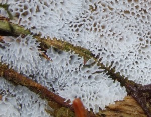 detail2.jpg
