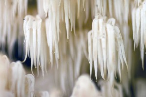 detail_.jpg