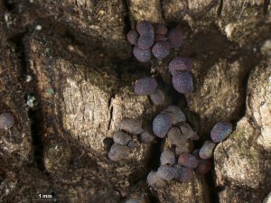 Diacheopsis vermicularis--1.jpg