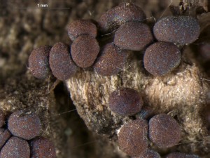 Diacheopsis vermicularis--2.jpg