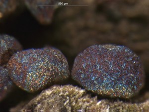 Diacheopsis vermicularis--3.jpg