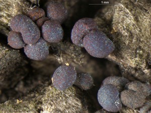 Diacheopsis vermicularis--4.jpg