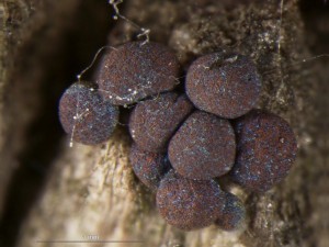 Diacheopsis vermicularis--5.jpg