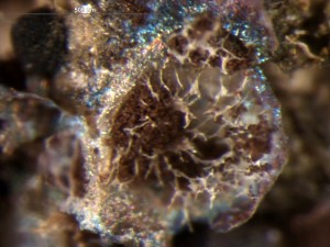Diacheopsis vermicularis--9.jpg