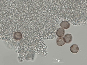 Didy-B-100bx-11.jpg