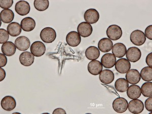 Didy2--100xb-6.jpg