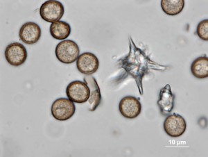 Didym--100xb-6.jpg