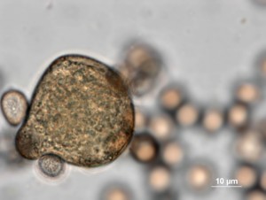 Didym--100xb-9.jpg