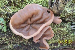 Discina_ancilis.jpg