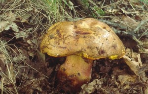 DISCOLOR2.jpg