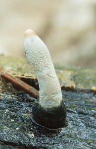 DrevnatkaAsi02.jpg