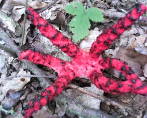 DSC00009 (2).jpg