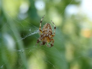 DSC00016.JPG
