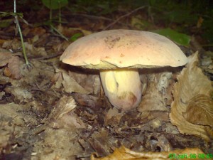 DSC00073.JPG