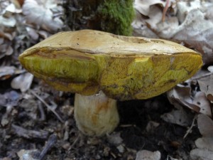 DSC00092.JPG