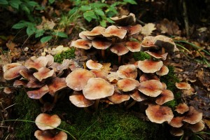 DSC00111 (1).JPG