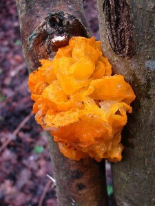 DSC00302 - kopie.JPG