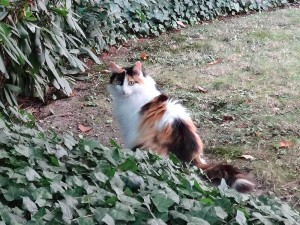 DSC00307.JPG