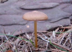 DSC00335.JPG