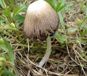 DSC00467.JPG