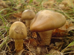 DSC00487.JPG