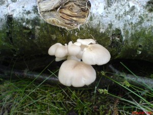 DSC00492.JPG