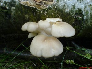 DSC00493.JPG