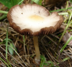 DSC00513.JPG