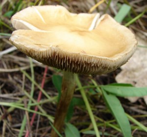 DSC00518.JPG
