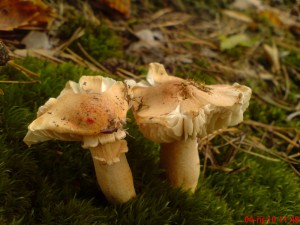 DSC00568.JPG