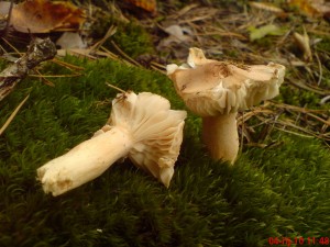 DSC00569.JPG