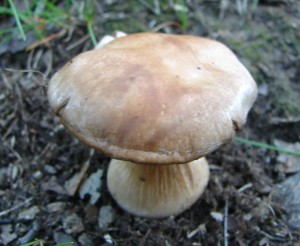 DSC00649.JPG